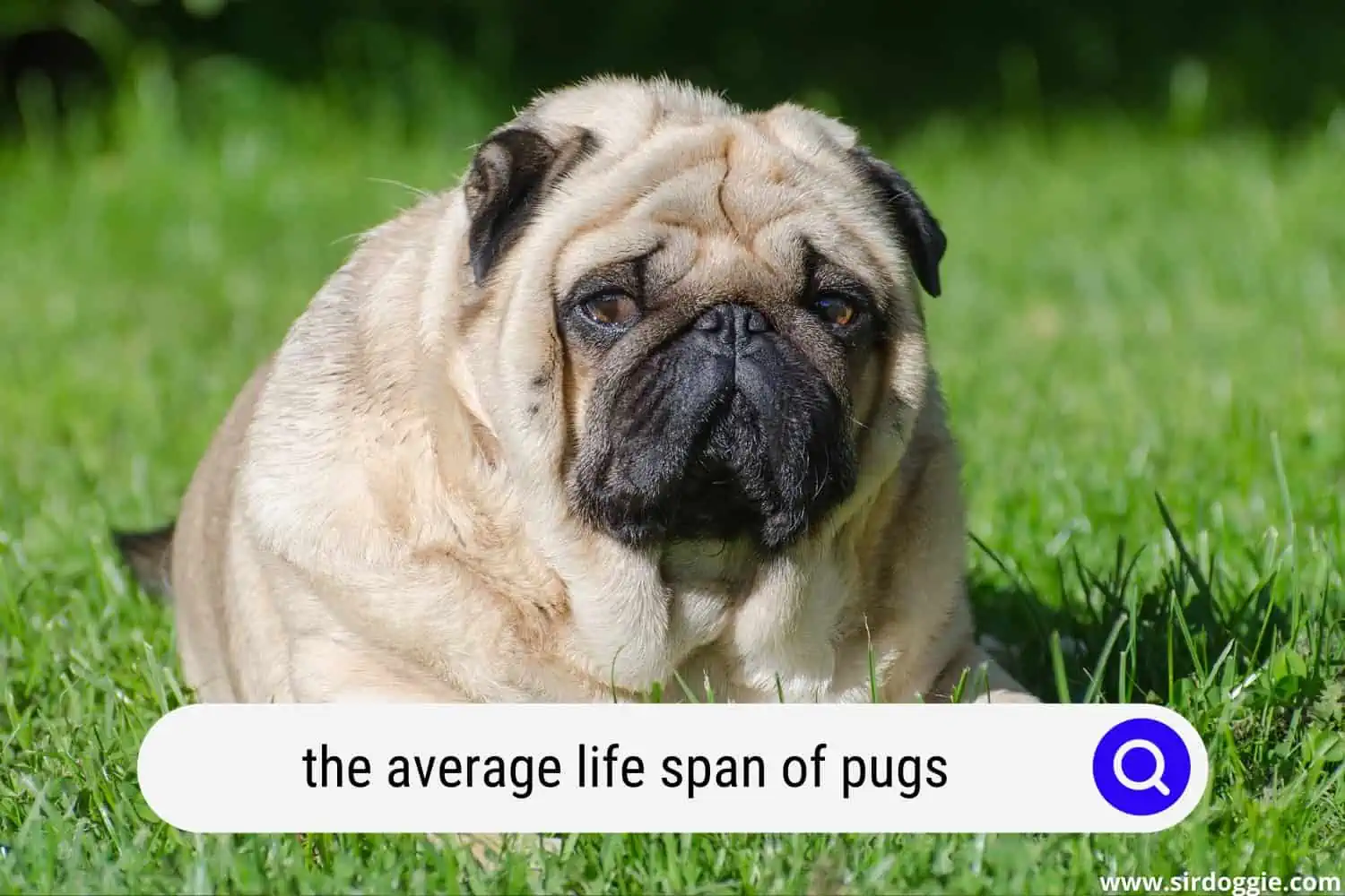 average life span of pugs