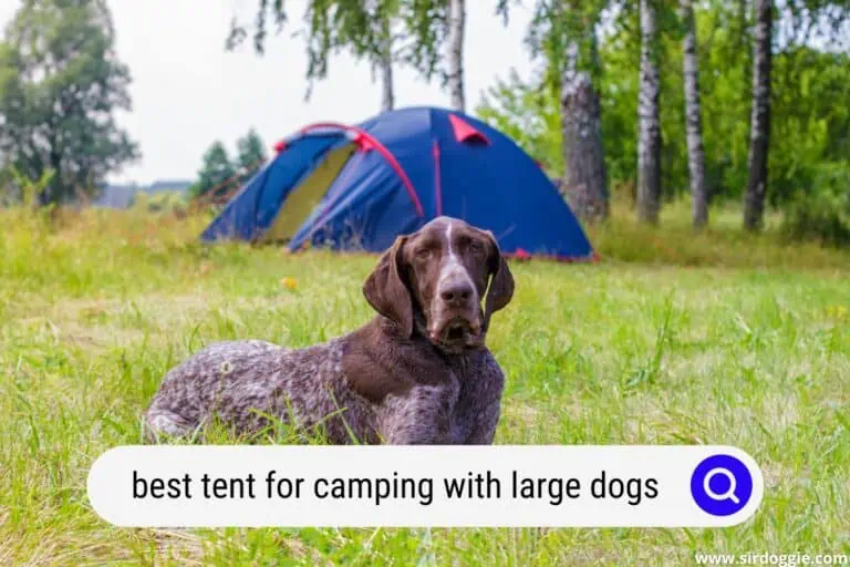 5 Best Tents for Camping With Large Dogs for 2023