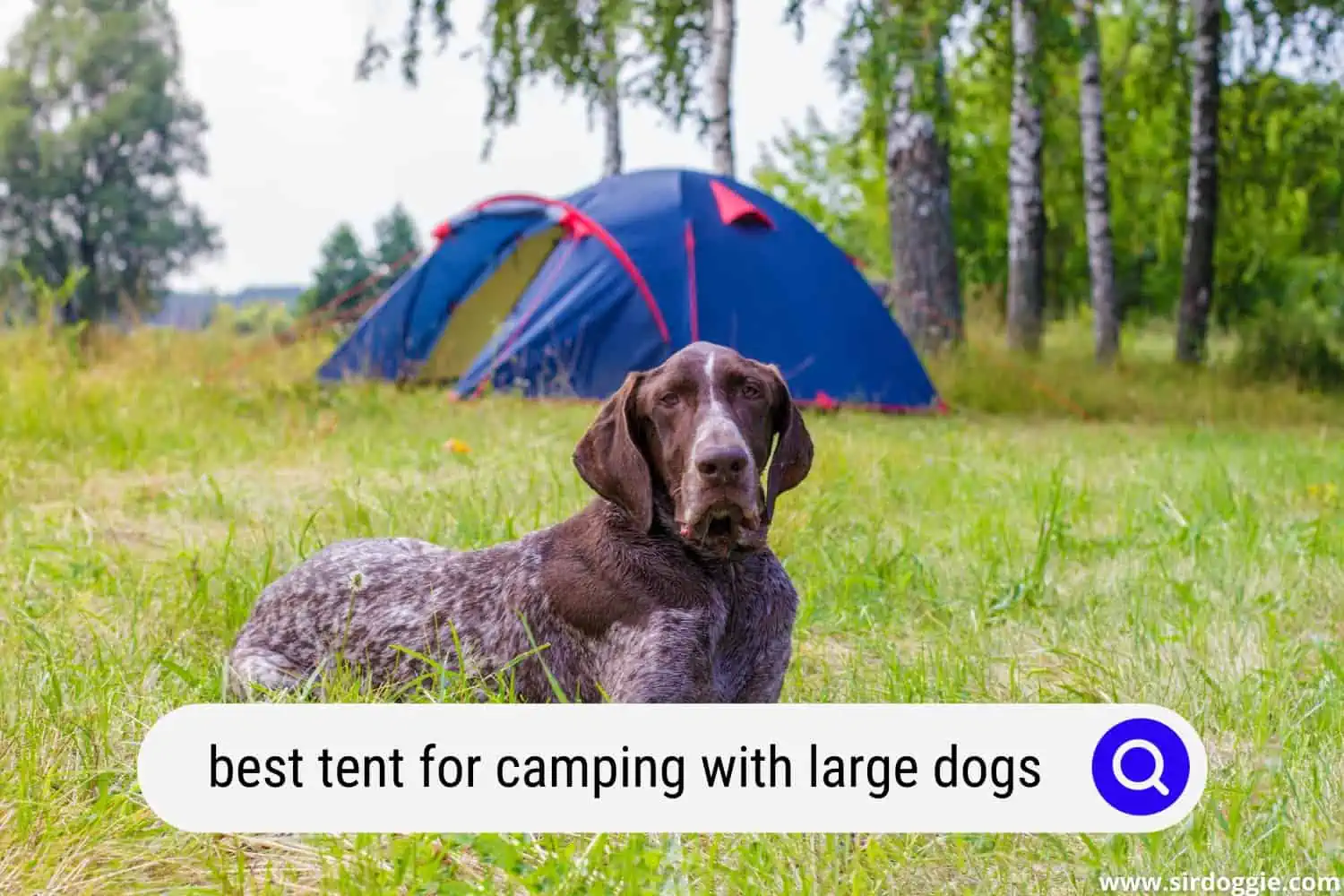 best tent for camping with large dogs