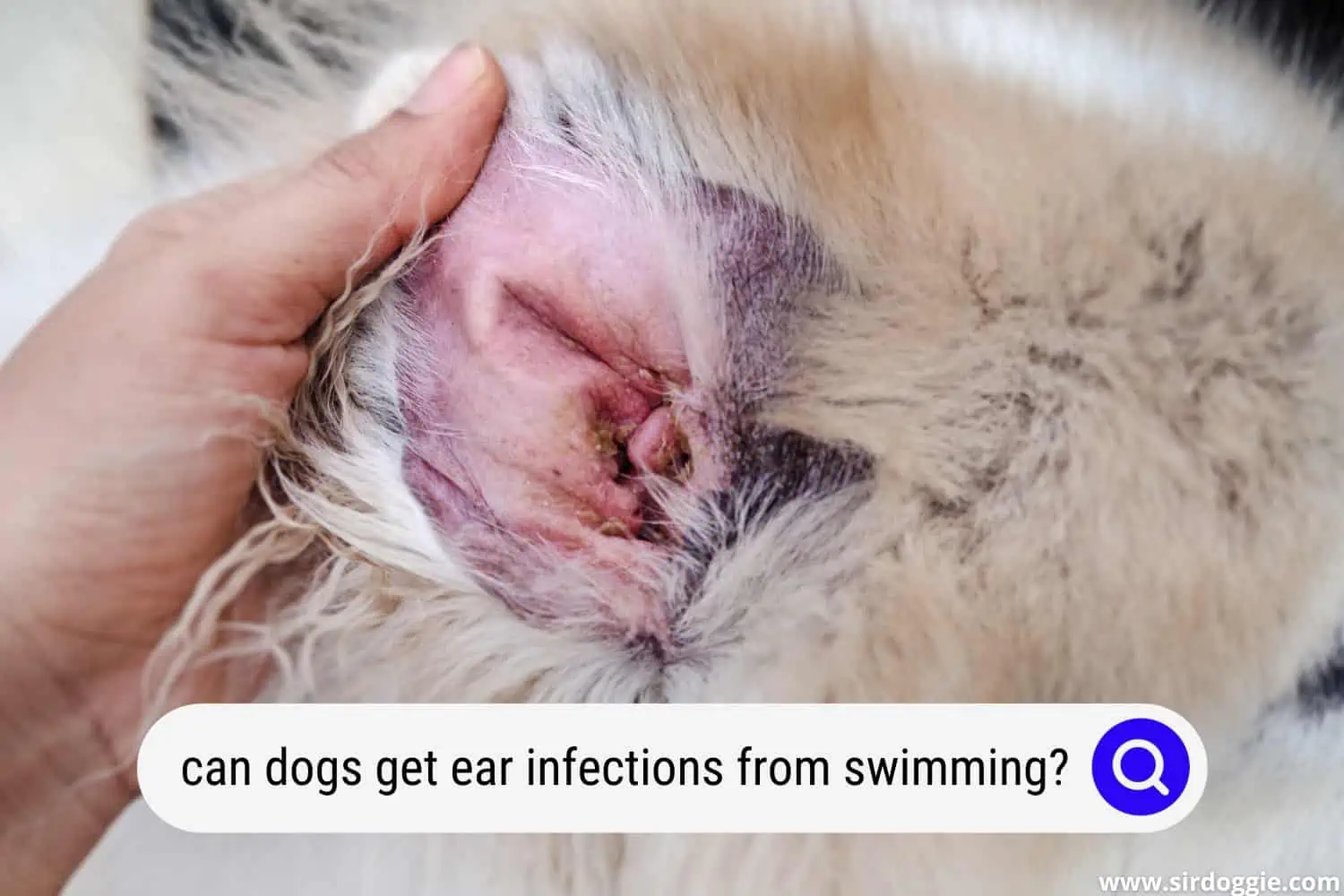 can dogs get ear infections from swimming
