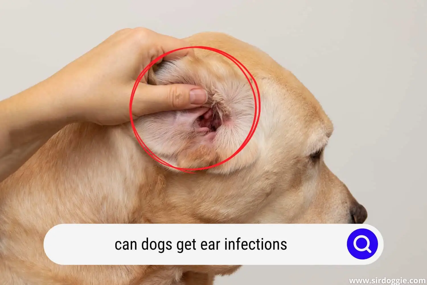 dog with ear infections