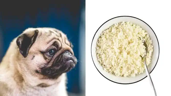  can dogs have cauliflower rice