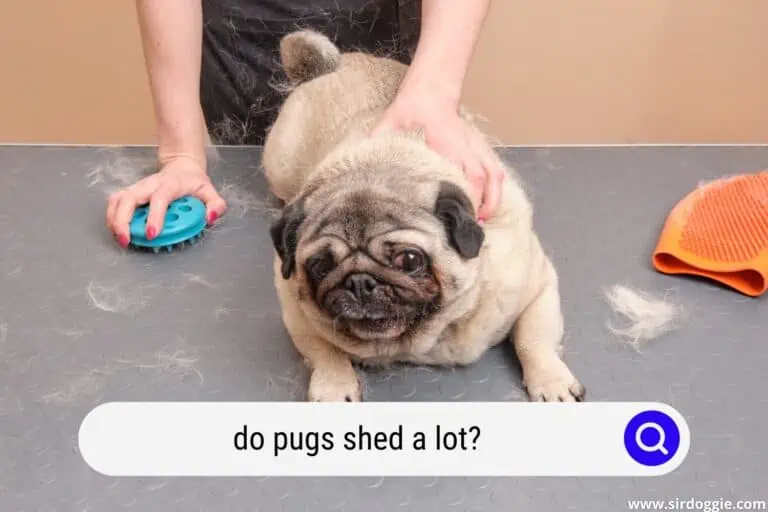 Do Pugs Shed A Lot?