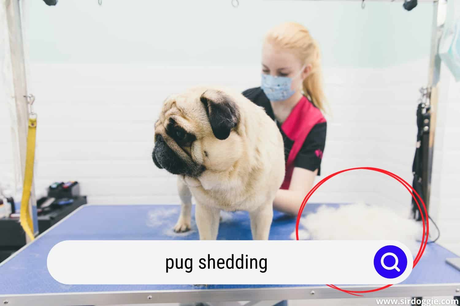 pug shedding