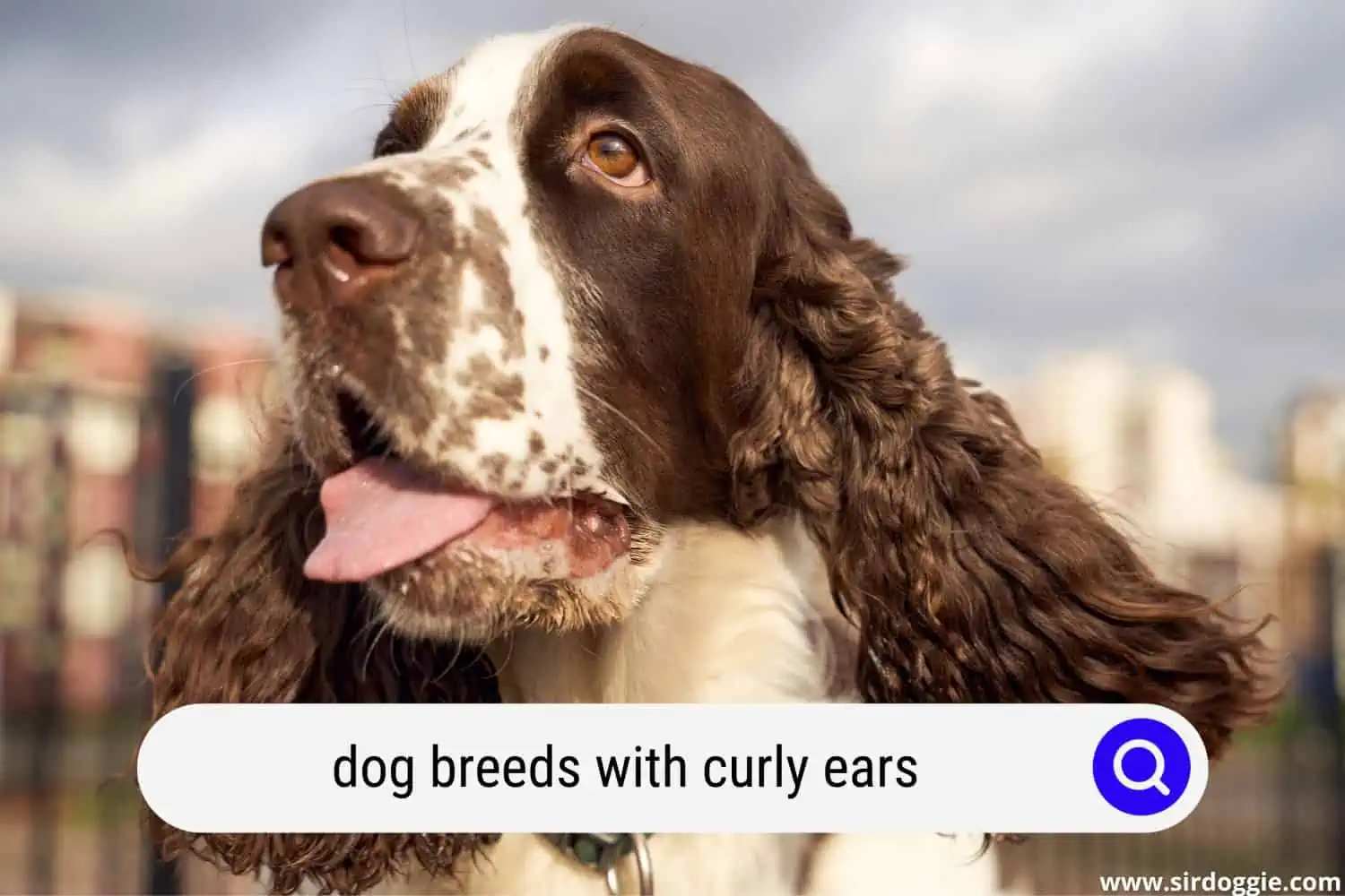 dogs with curly ears