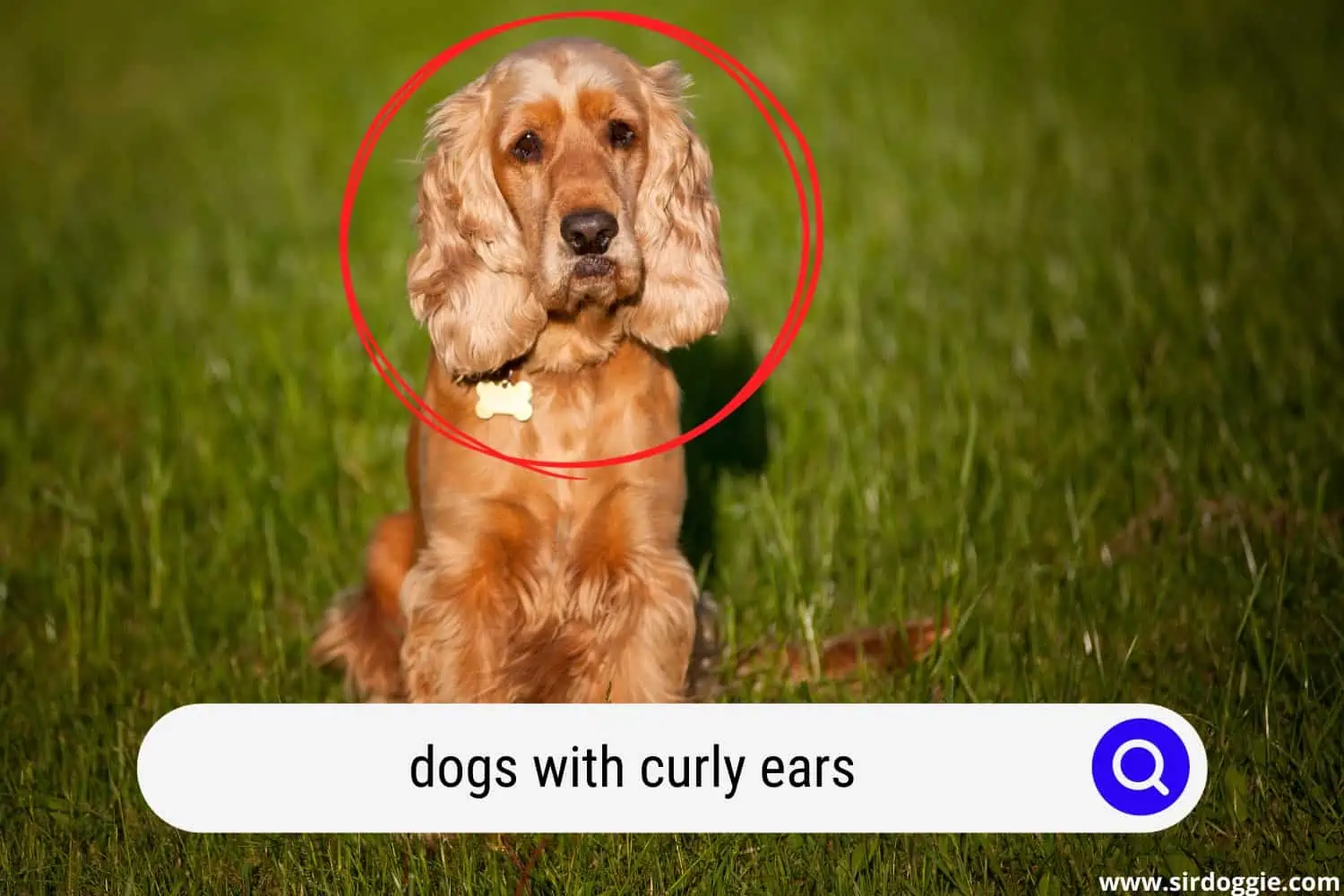 dogs with curly ears