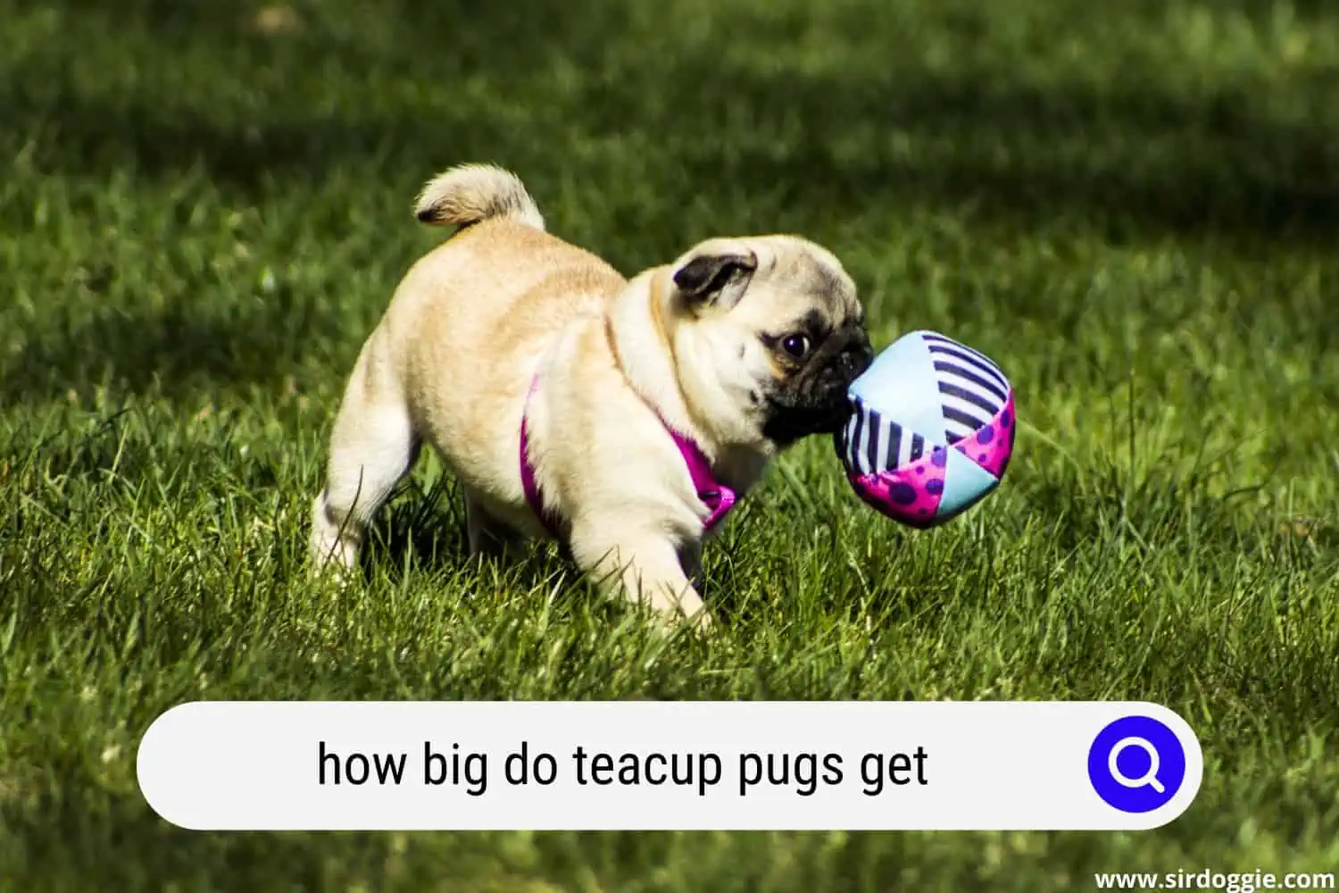 how big do teacup pugs get