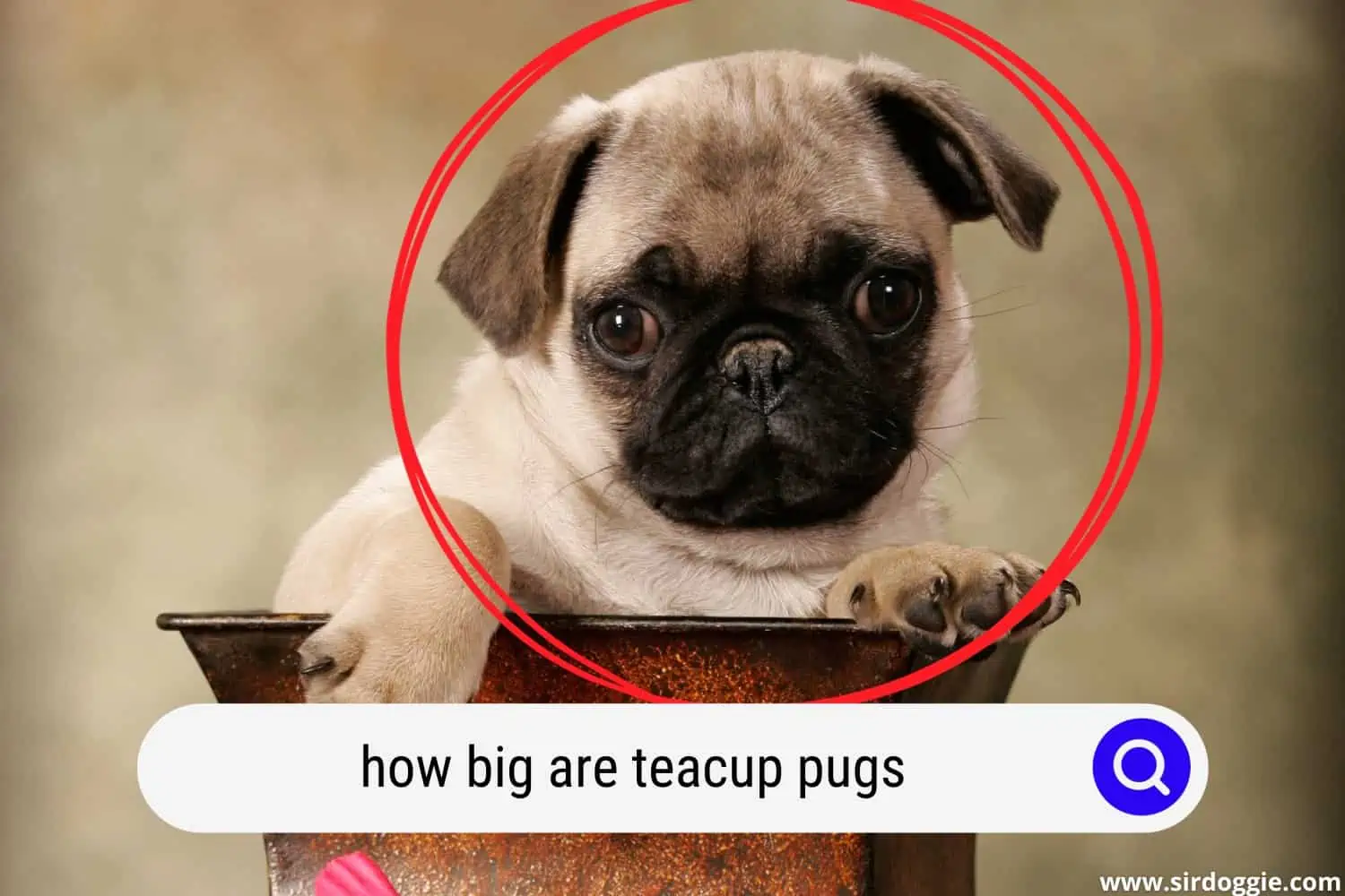 teacup pug