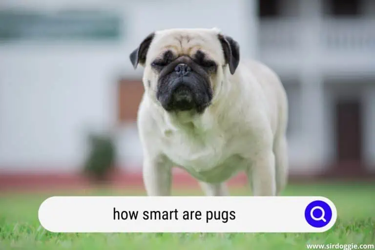 how smart are pugs