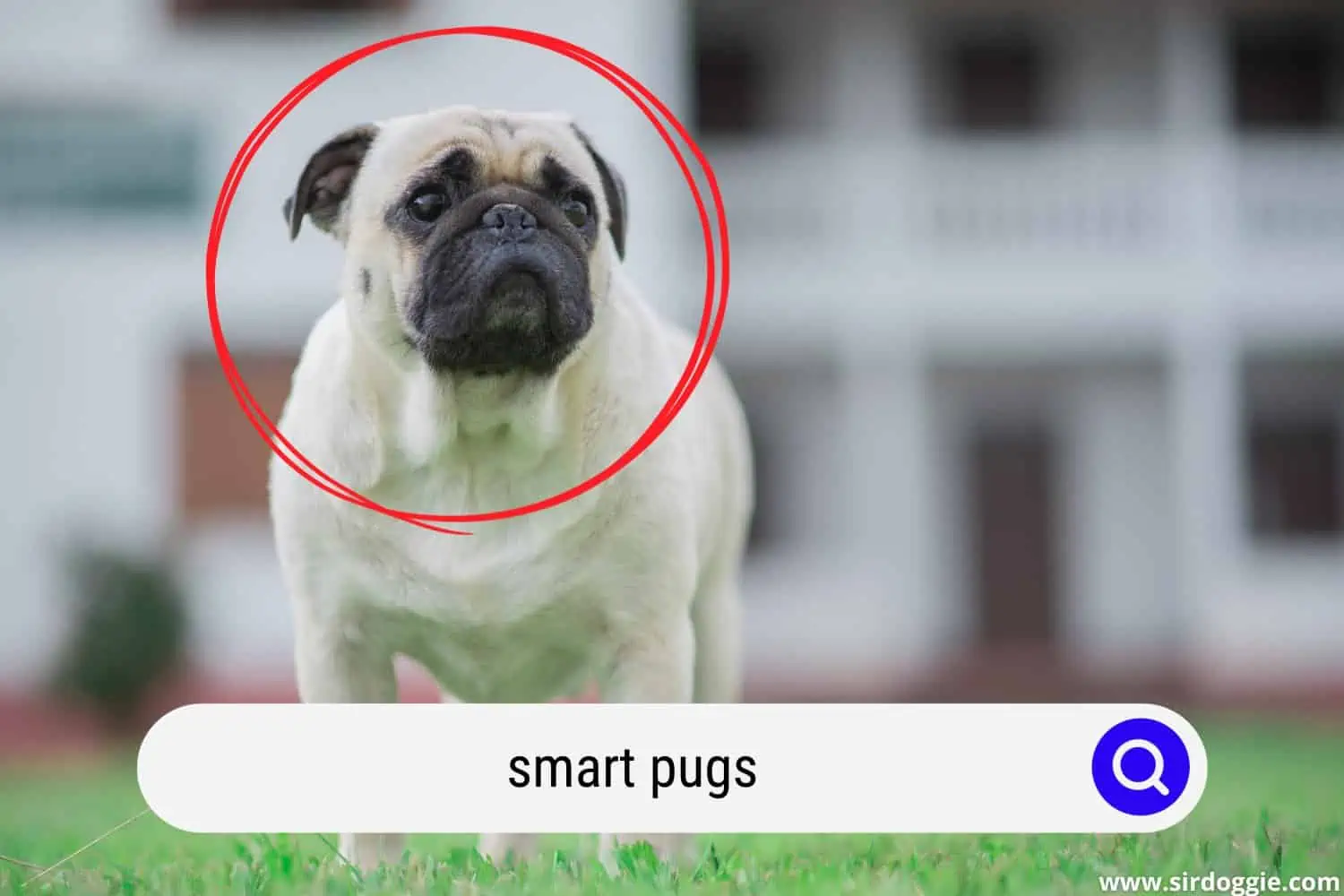 smart pug dog
