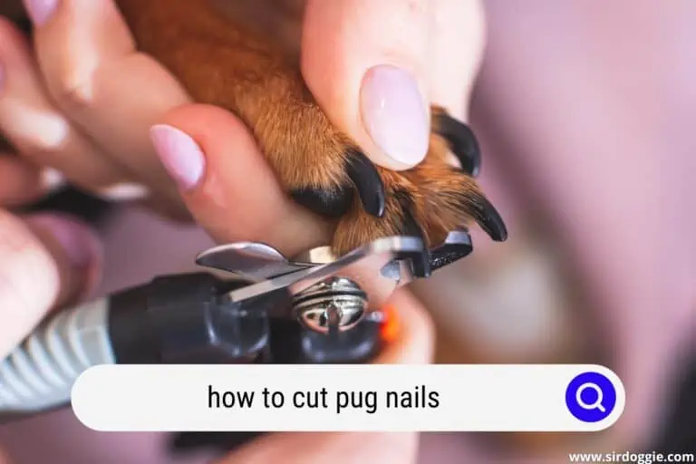 How To Cut Pug Nails Without A Fuss