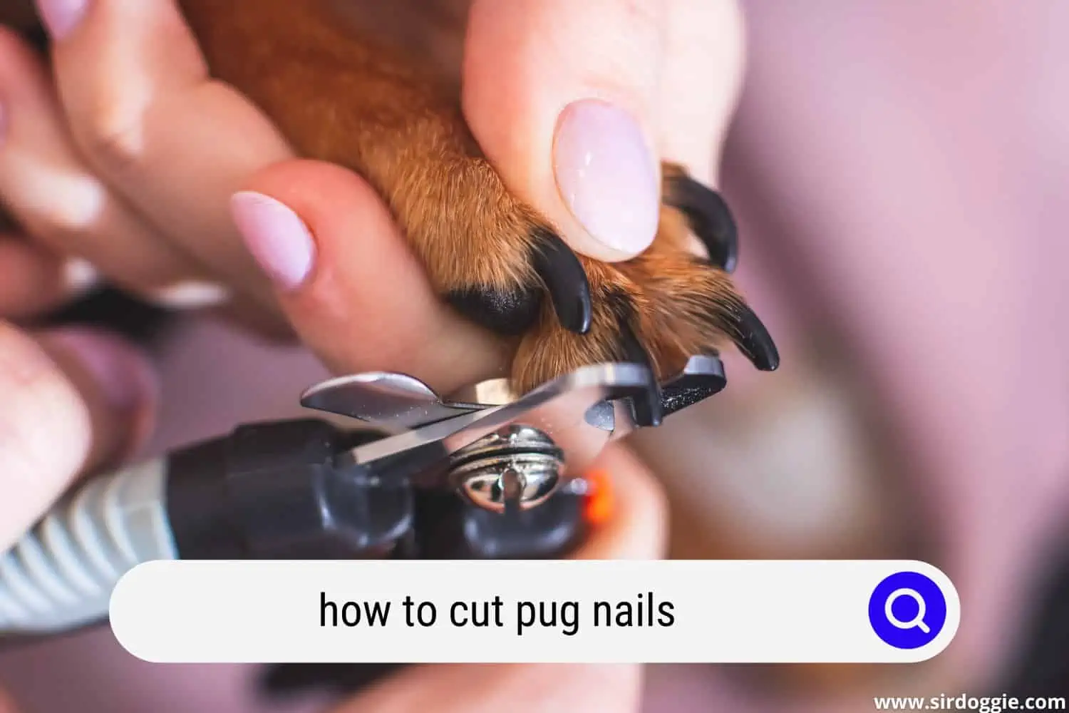 how to cut pug nails