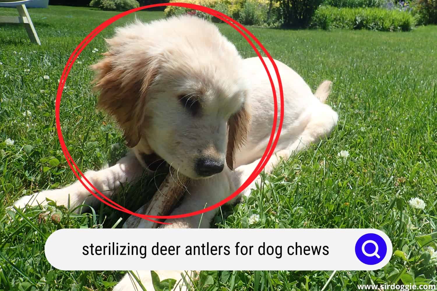 dog chewing sterilized deer antler