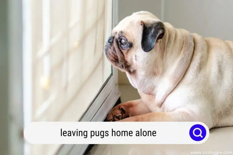 Leaving Pugs Home Alone