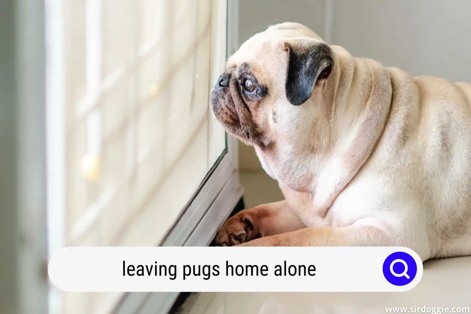 leaving pugs home alone