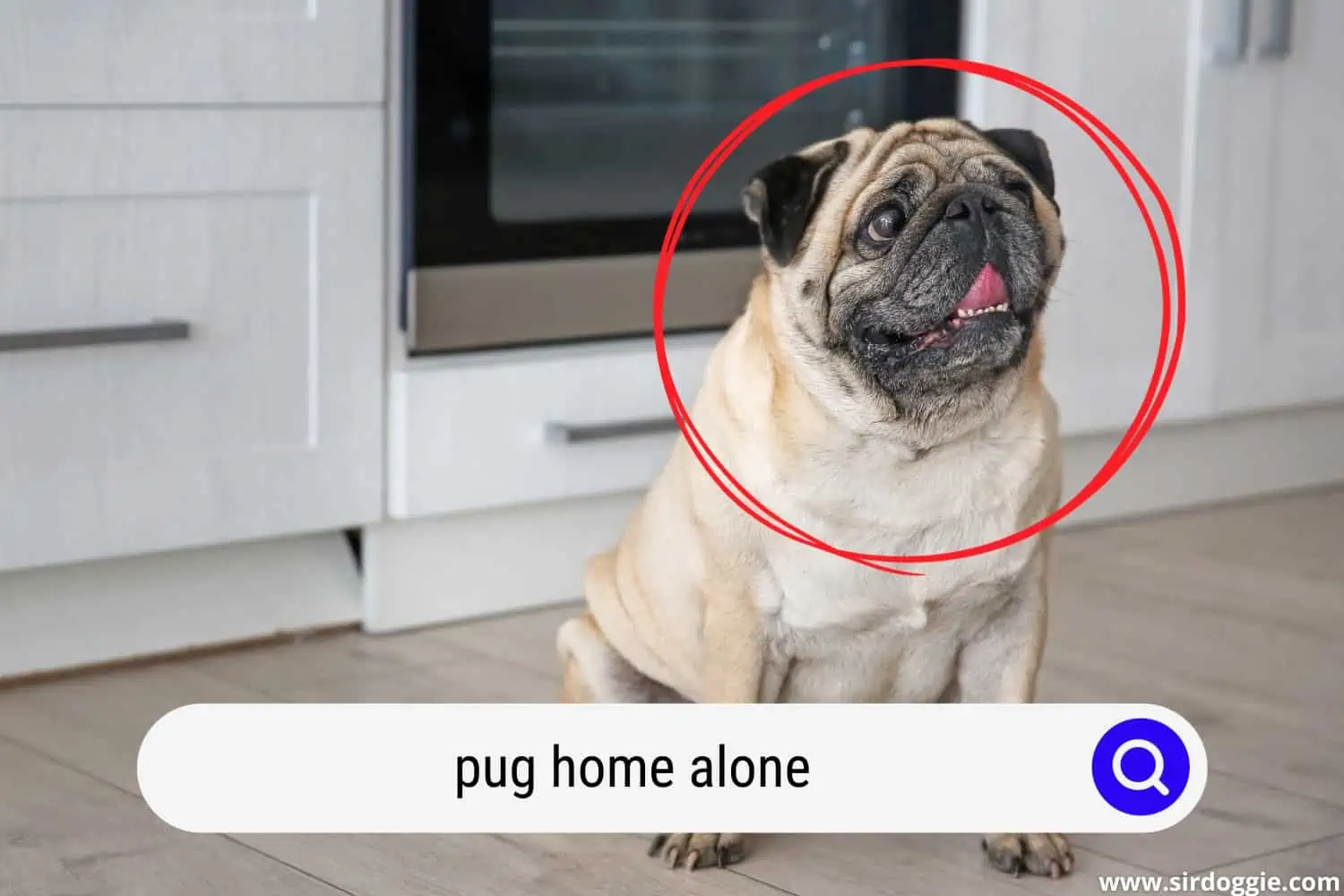 pug dog alone at home