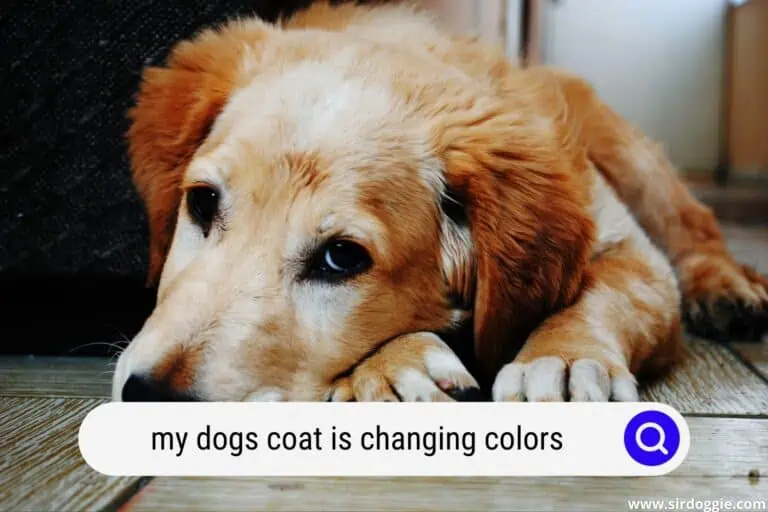 My Dog’s Coat Is Changing Color