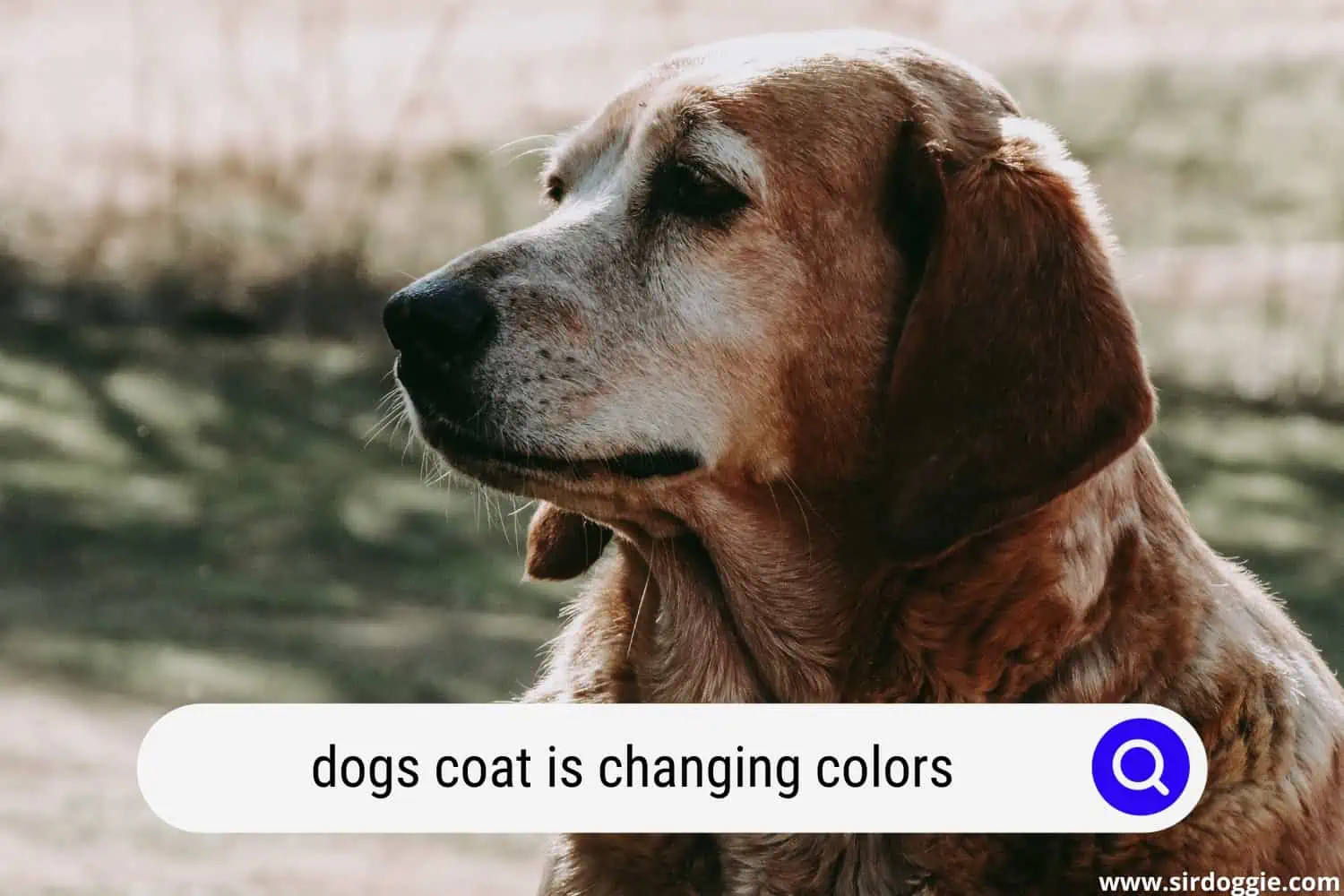 dogs coat is changing colors