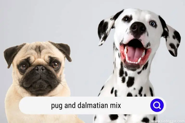 pug and dalmatian mix