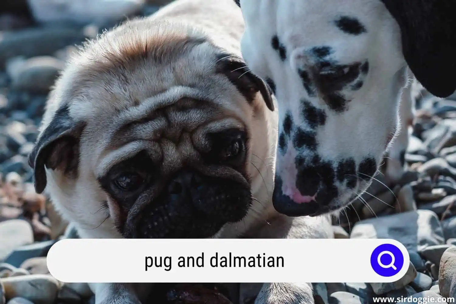 pug and dalmatian mix