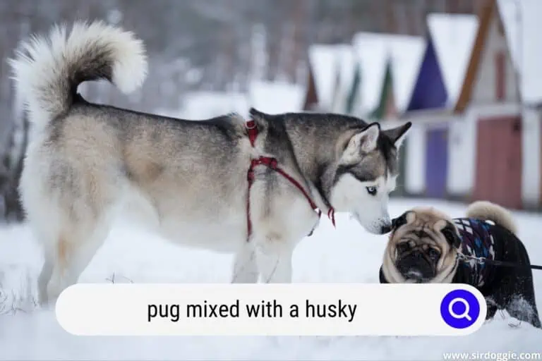 pug mixed with a husky