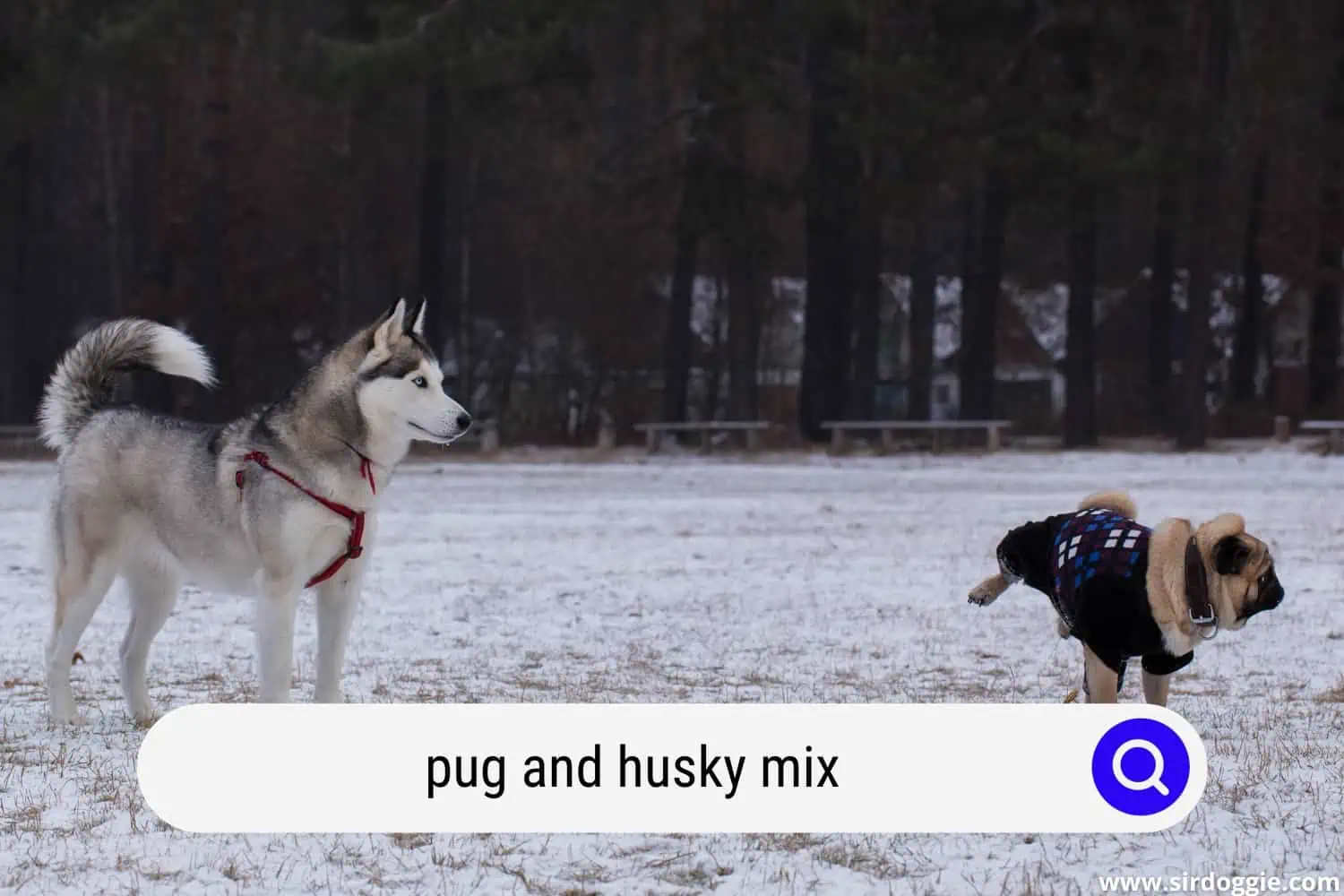 pug and husky mix