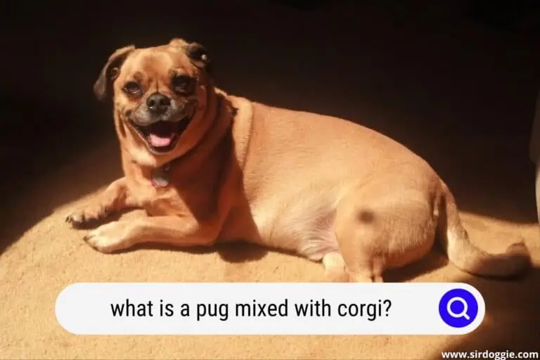 pug mixed with corgi