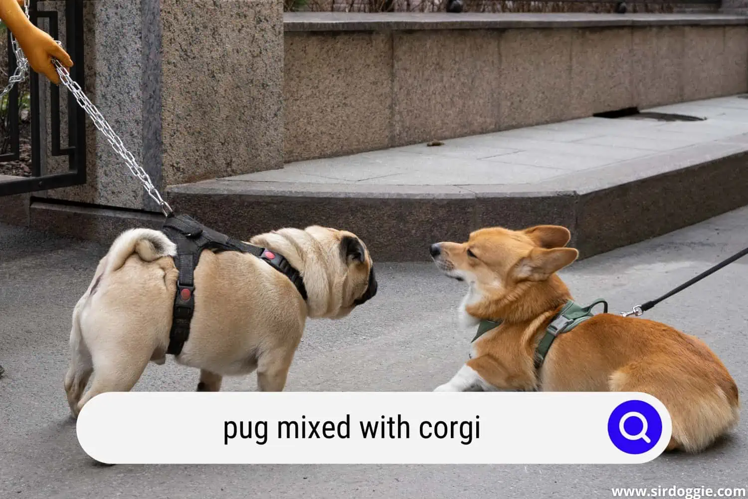 pug and corgi