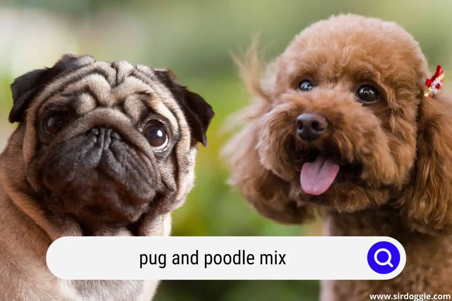 pug and poodle mix