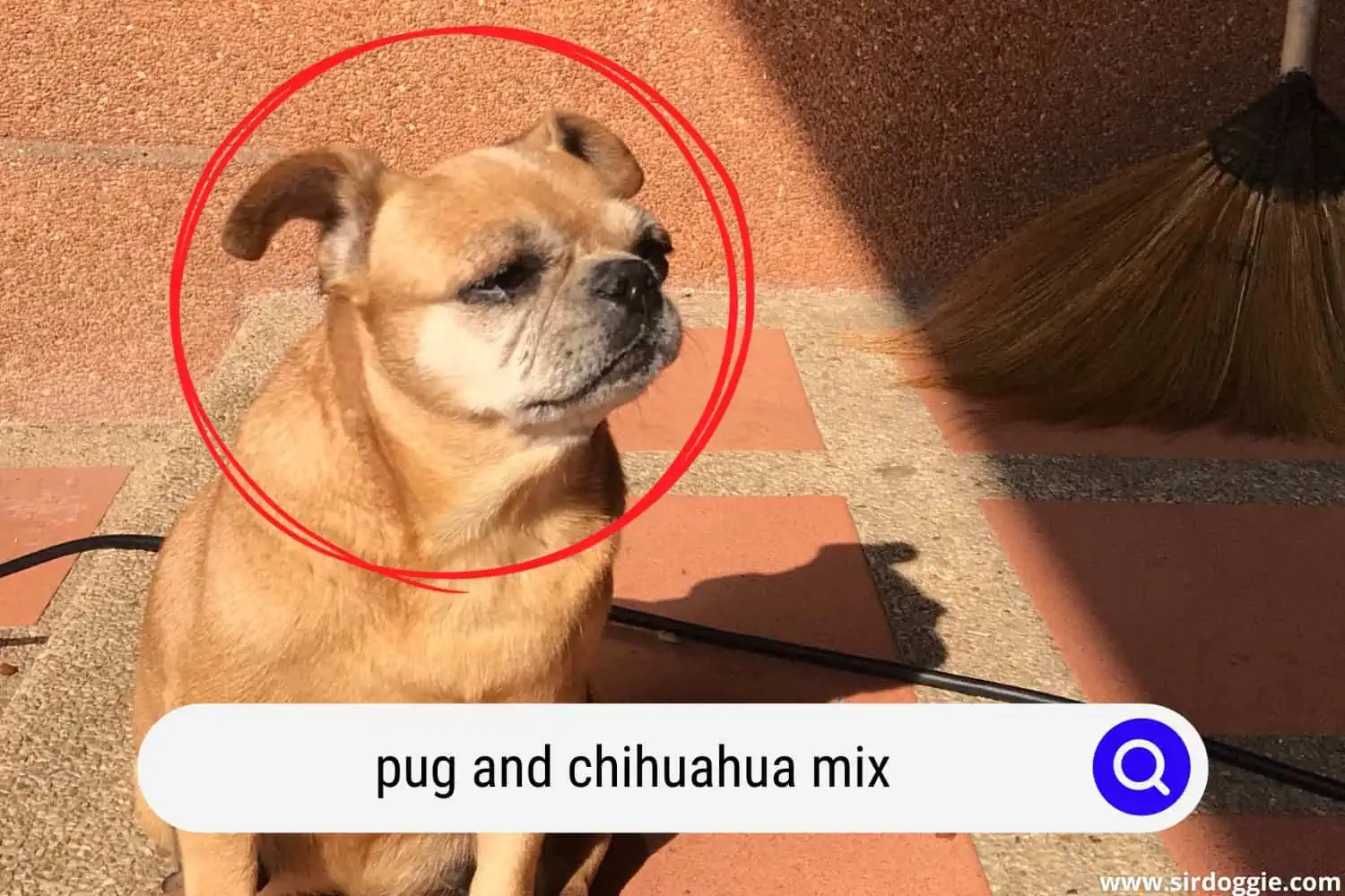 pug and chihuahua mix