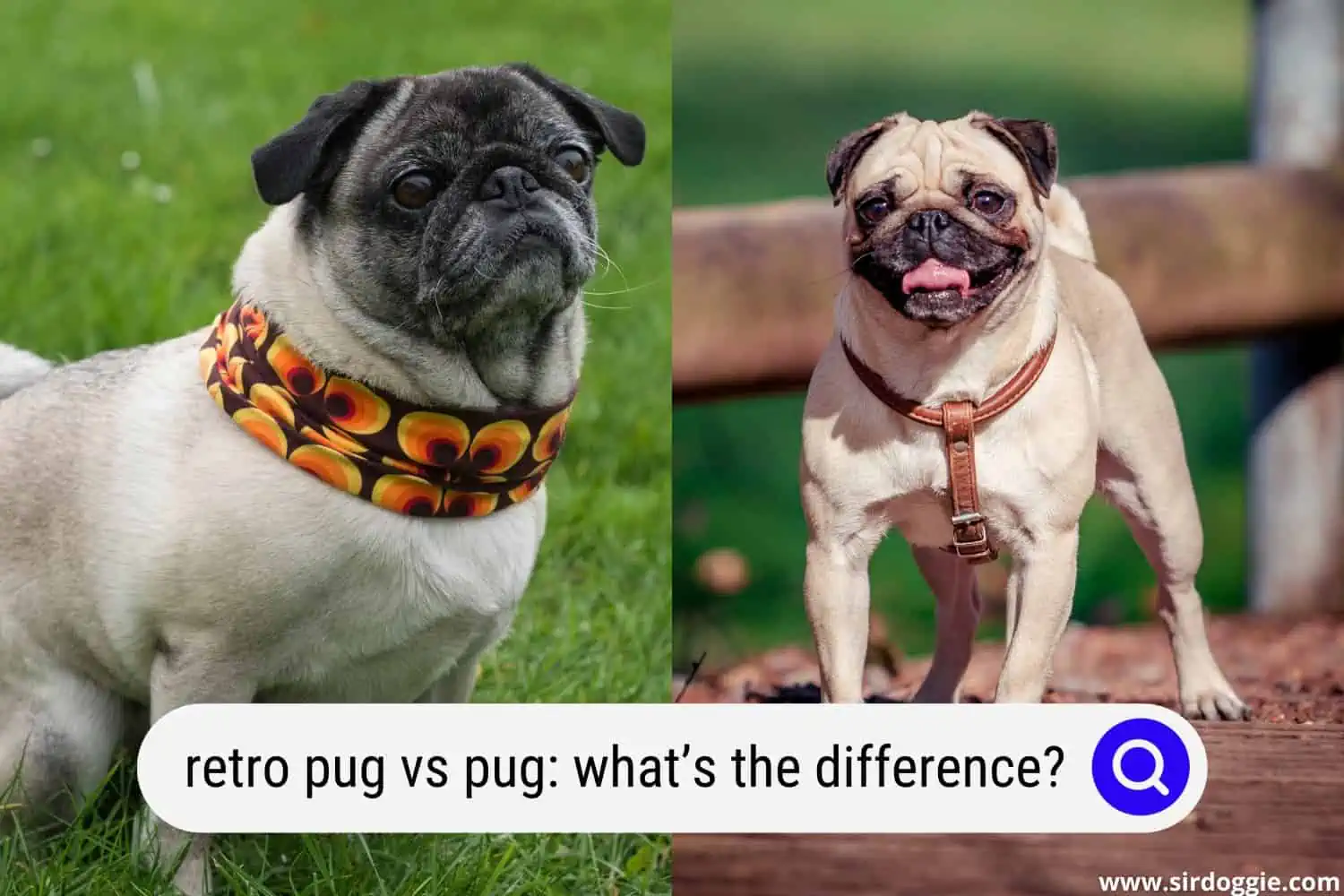 retro pug vs pug