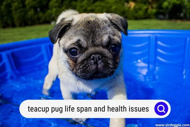 Teacup Pug Life Span and Health Issues