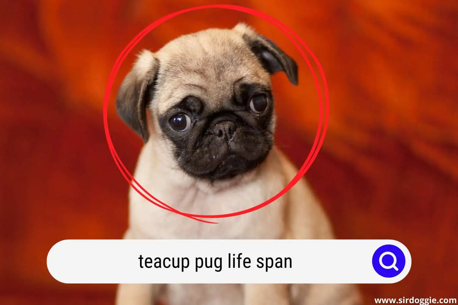teacup pug life span