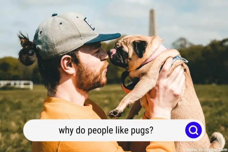 why do people like pugs
