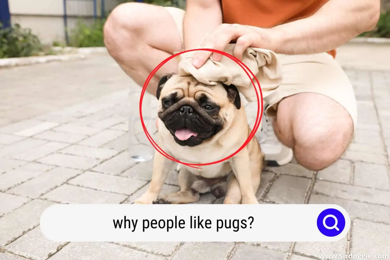 why people like pugs