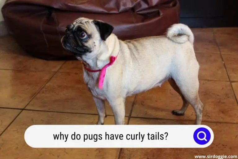 why do pugs have curly tails