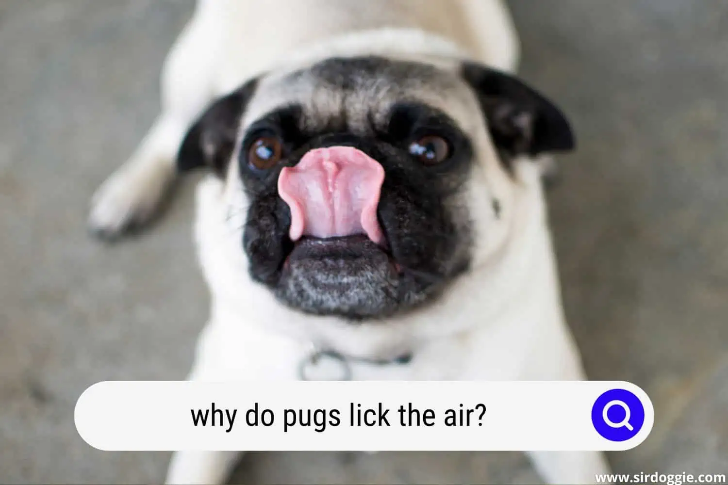 why do pugs lick the air