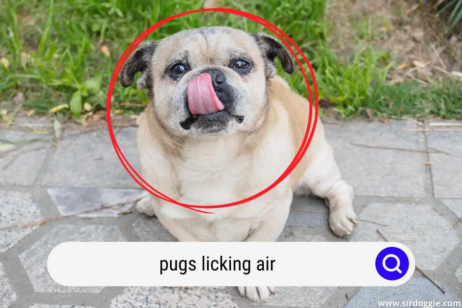 pug licking the air