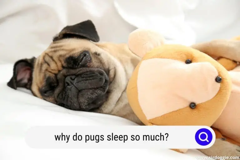 why do pugs sleep so much