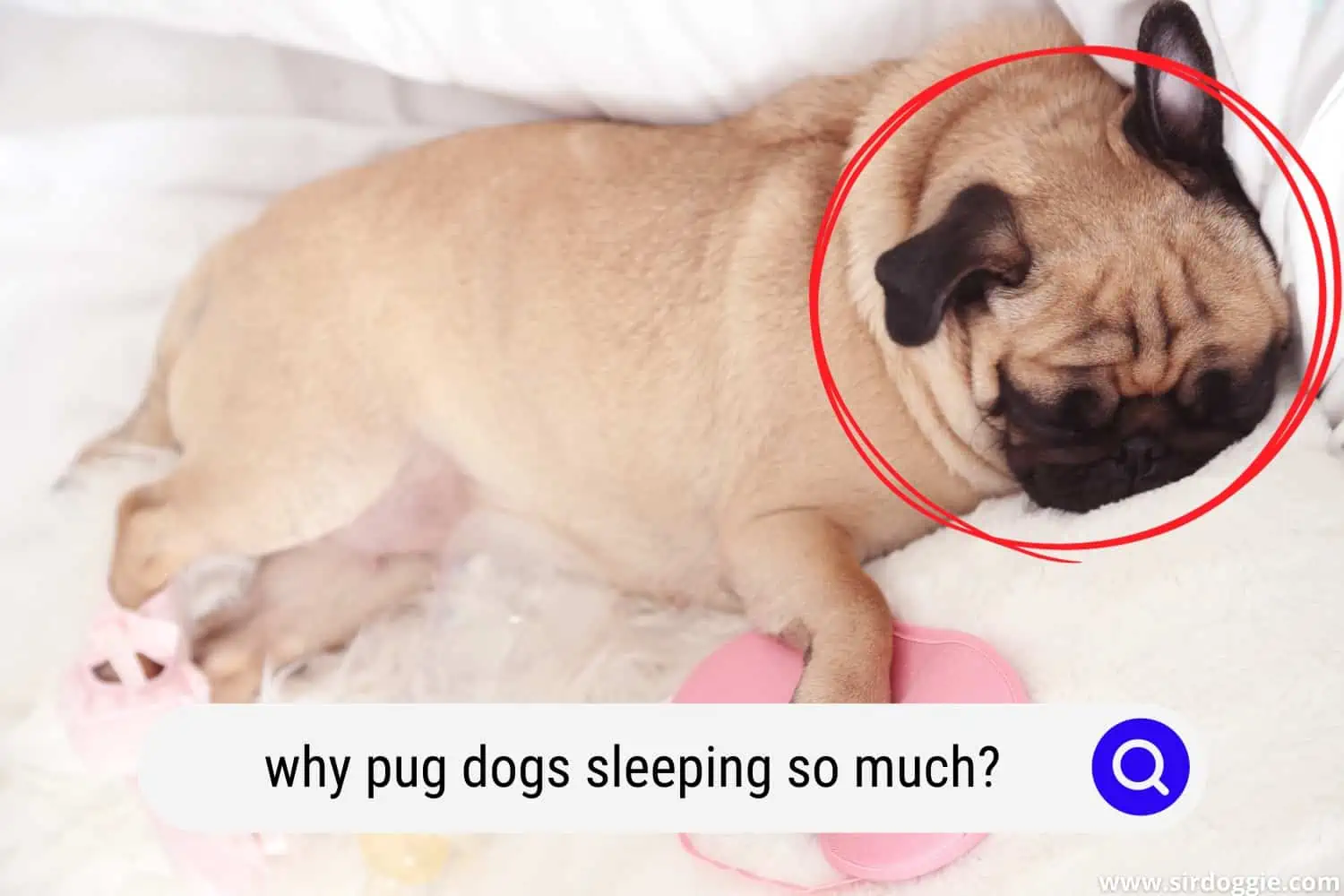 Pug Dog Sleeping in Bed