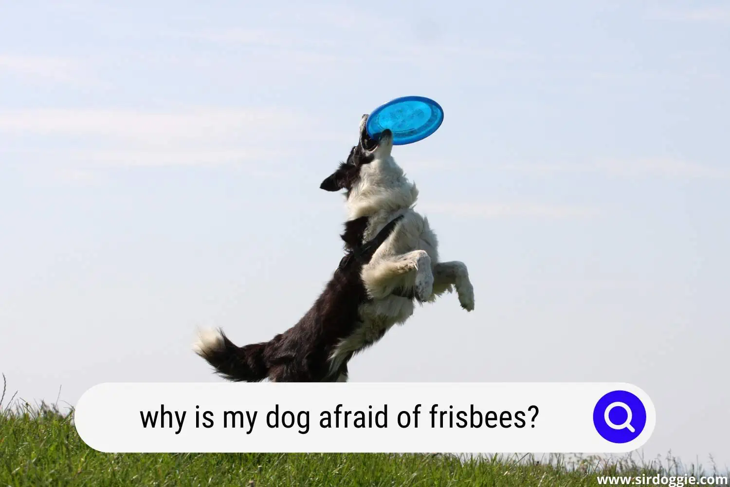 why is my dog afraid of frisbees