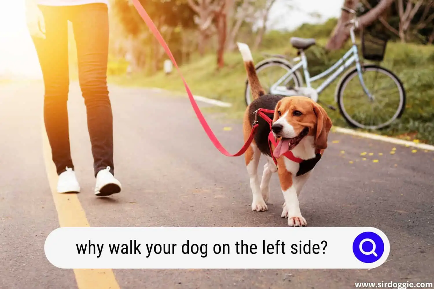 why walk dog on left side