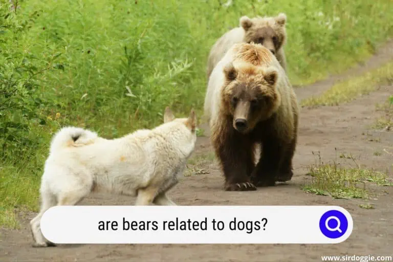 Are Bears Related to Dogs? (Detailed Explanation)