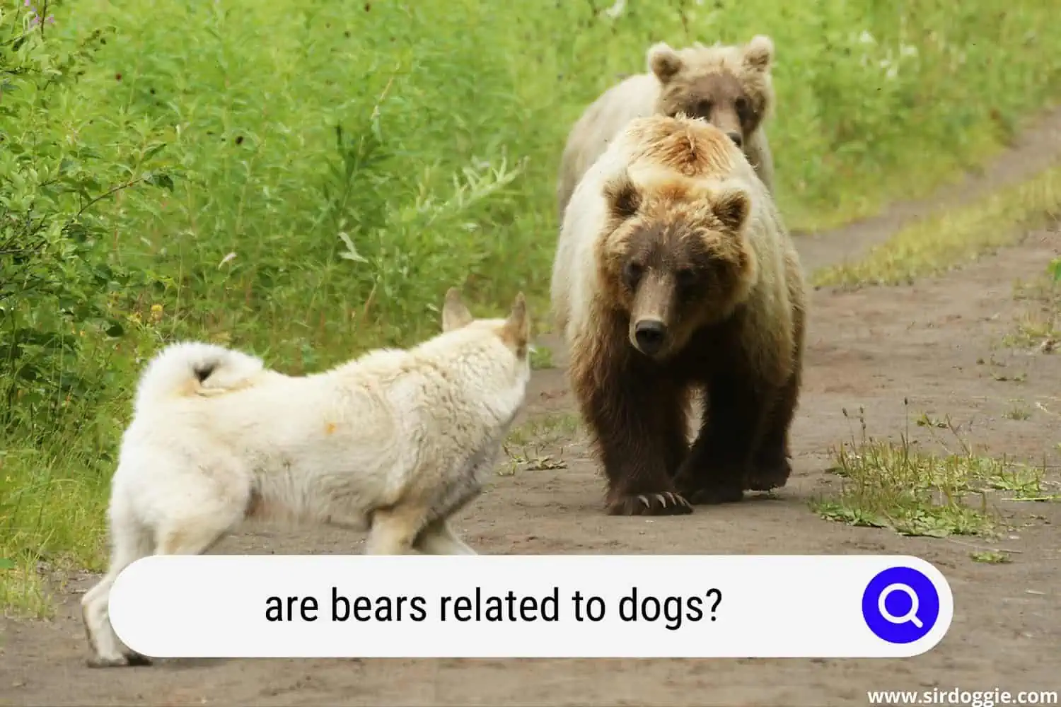 are bears related to dogs
