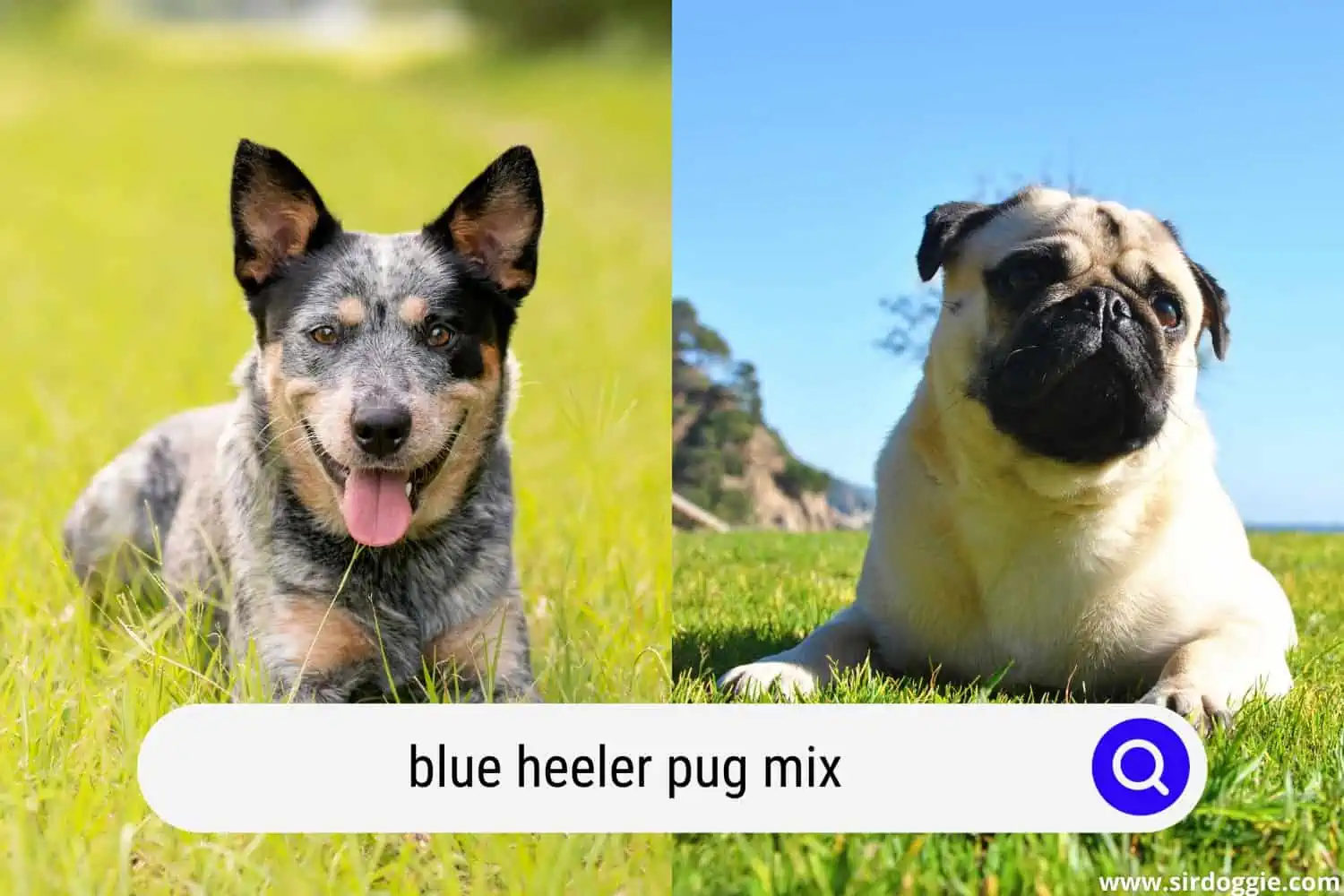 blue heeler pug mix