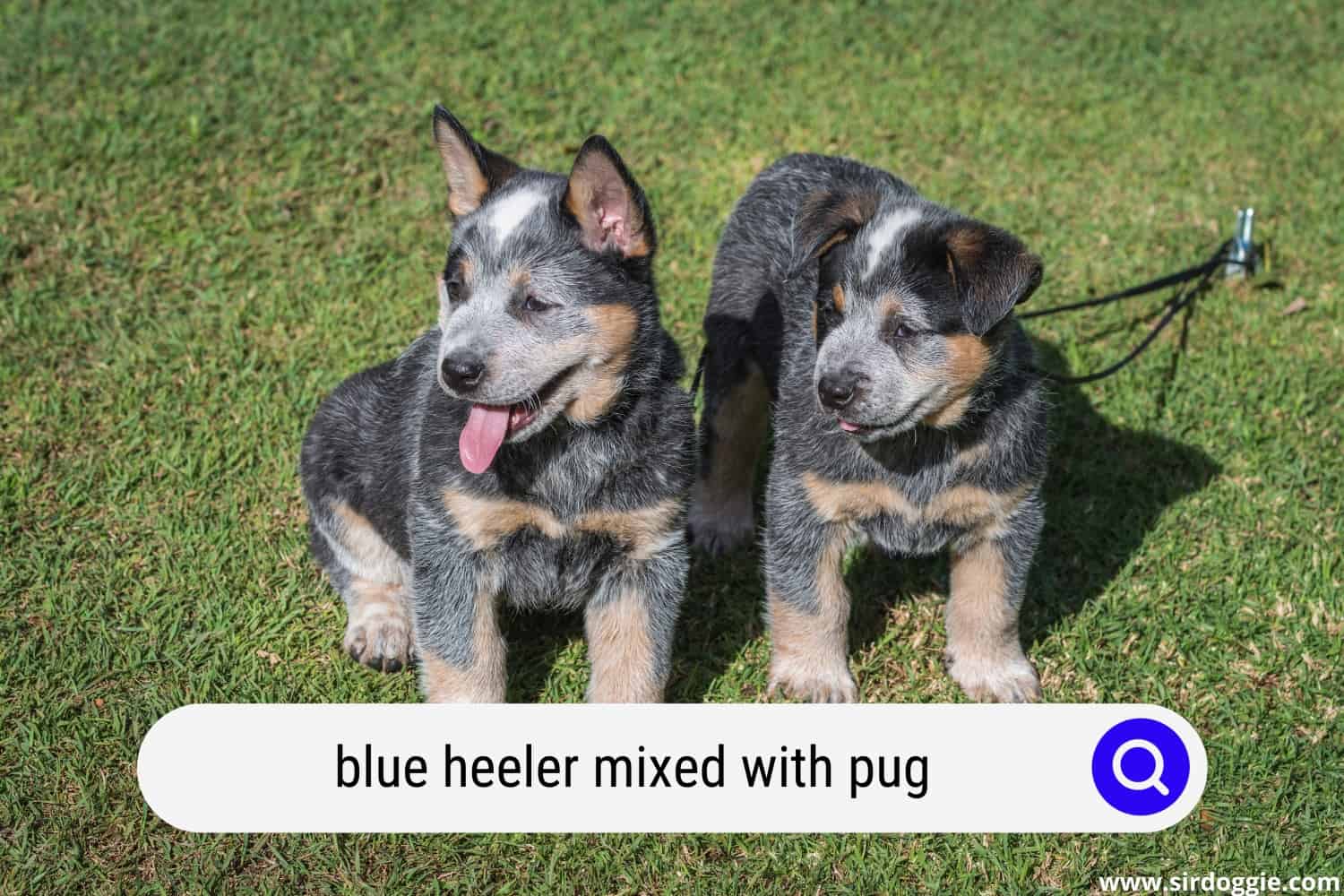 blue heeler mixed with pug