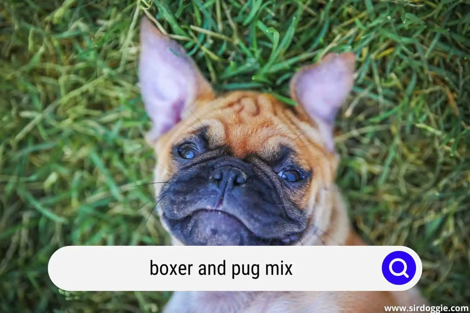 boxer and pug mix