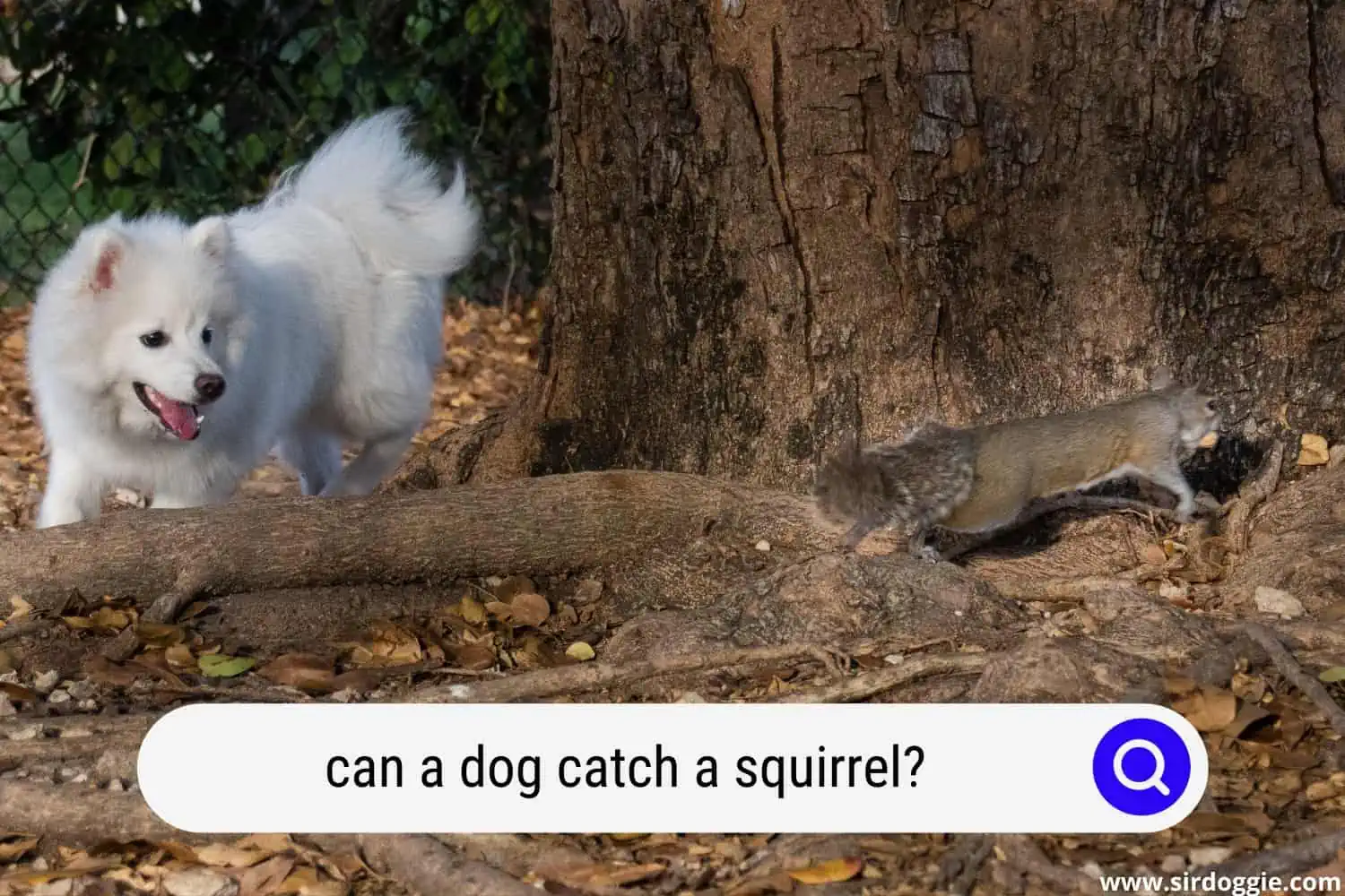 can a dog catch a squirrel