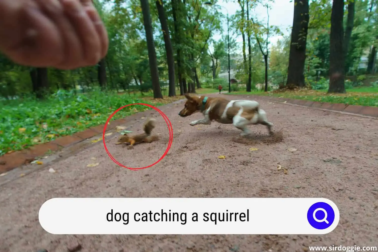 dog catching a squirrel