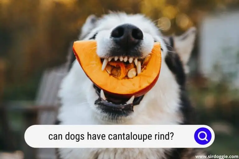 Can Dogs Have Cantaloupe Rind and Be Safe